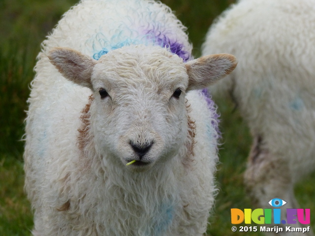 FZ014893 Damp little lamb